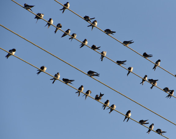 Foto eines Vogelschwarms auf Stromleitungen